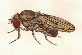 دراسة وراثية لذبابة الفاكهة